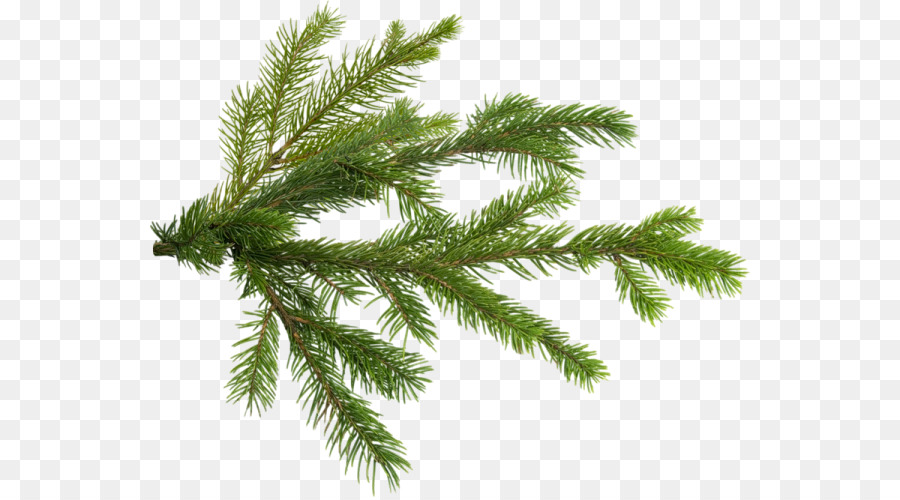 Pine Christmas tree Branch - christmas tree png download - 600*497 - Free Transparent Pine png Download.