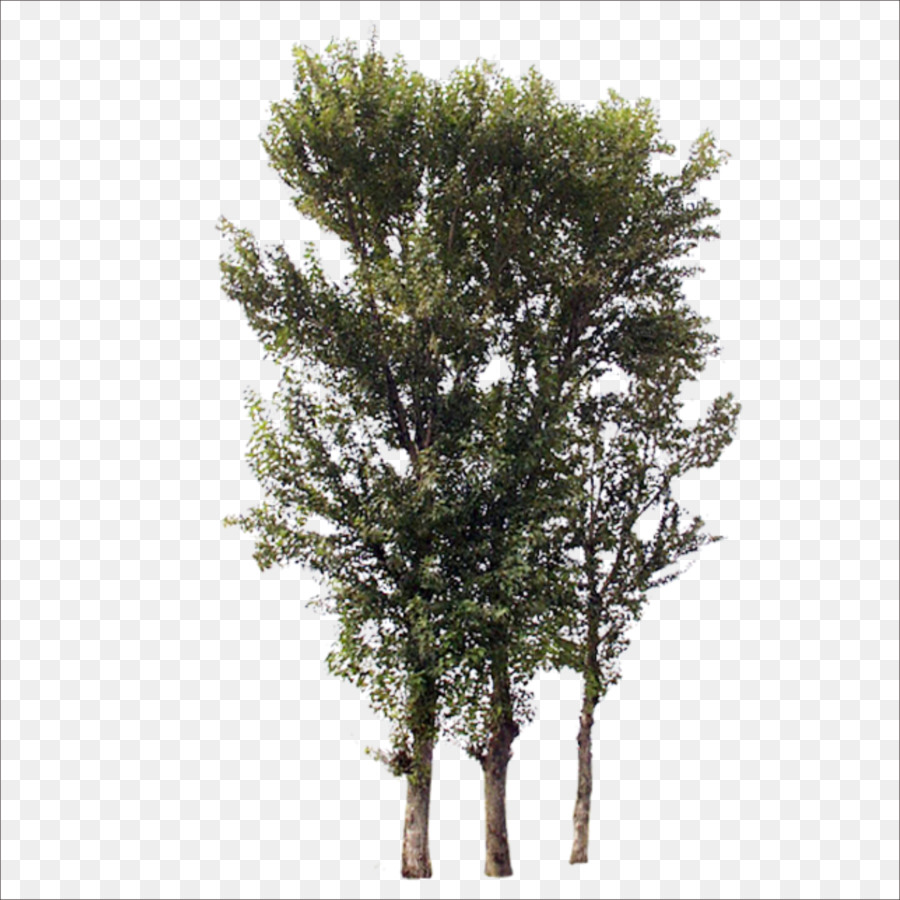 Tree Branch Trunk - Trees png download - 1773*1773 - Free Transparent Tree png Download.