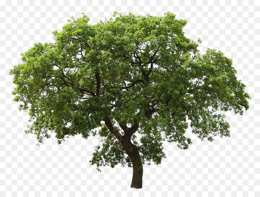 Tree Clip art - money tree png download - 1100*823 - Free Transparent Tree png Download.