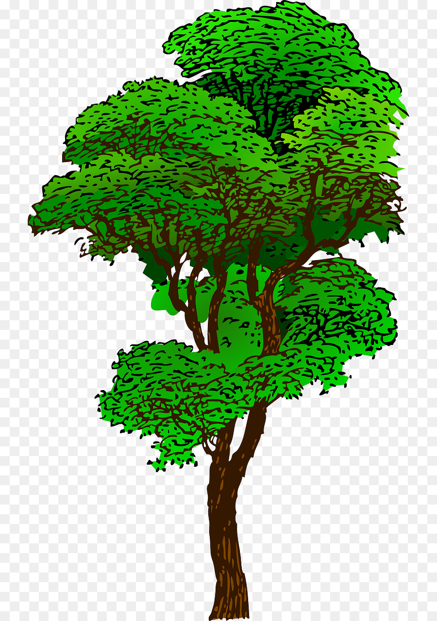Tropical rainforest Tree Clip art - tree png download - 786*1280 - Free Transparent Rainforest png Download.