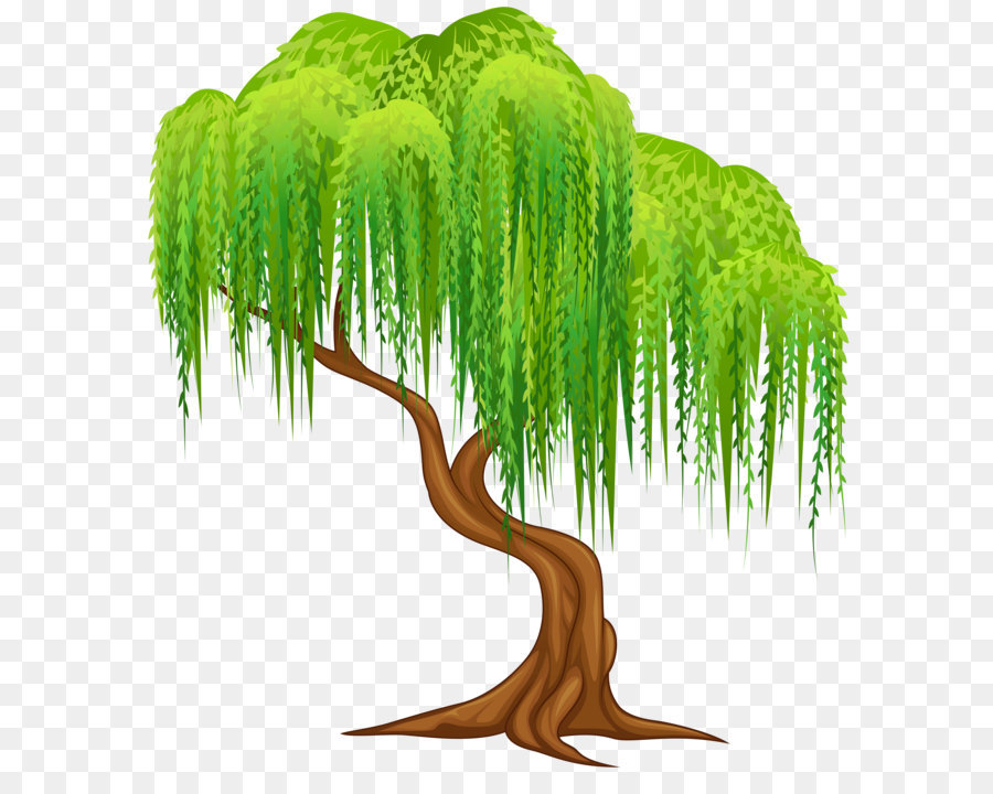 Weeping willow Tree Wall decal Clip art - Willow Tree Transparent PNG Clip Art Image png download - 5559*6000 - Free Transparent Weeping Willow png Download.