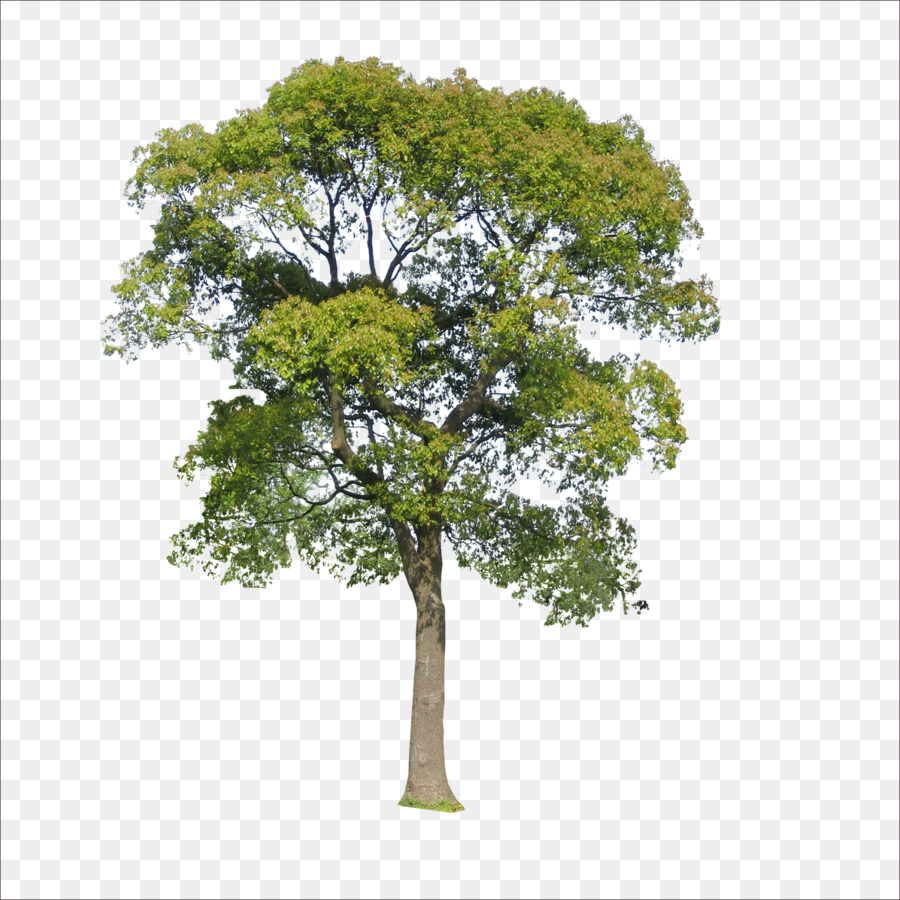 Tree Icon - Trees png download - 1773*1773 - Free Transparent Tree png Download.
