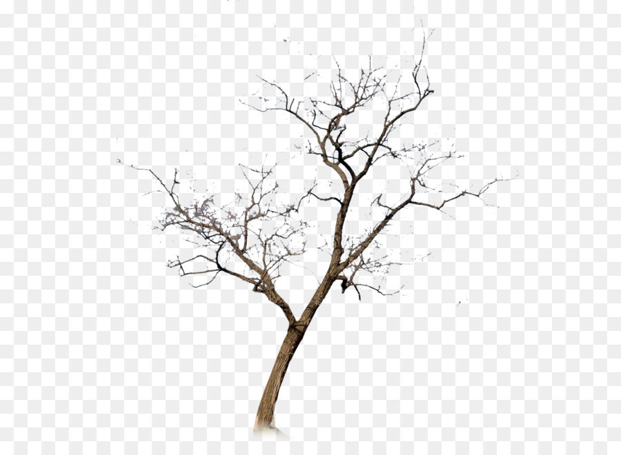 Withered,No leaf png download - 2088*2066 - Free Transparent Tree png Download.