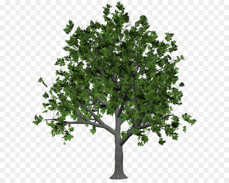 Tree Clip art - Tree Png Image png download - 1712*1863 - Free Transparent Tree png Download.