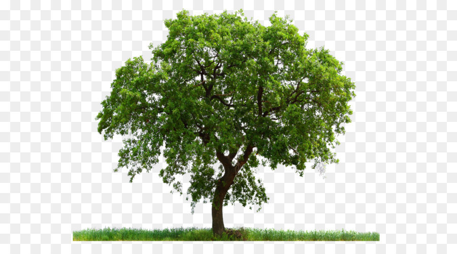 Computer file - tree png image, free download, picture png download - 2048*1492 - Free Transparent Tree png Download.