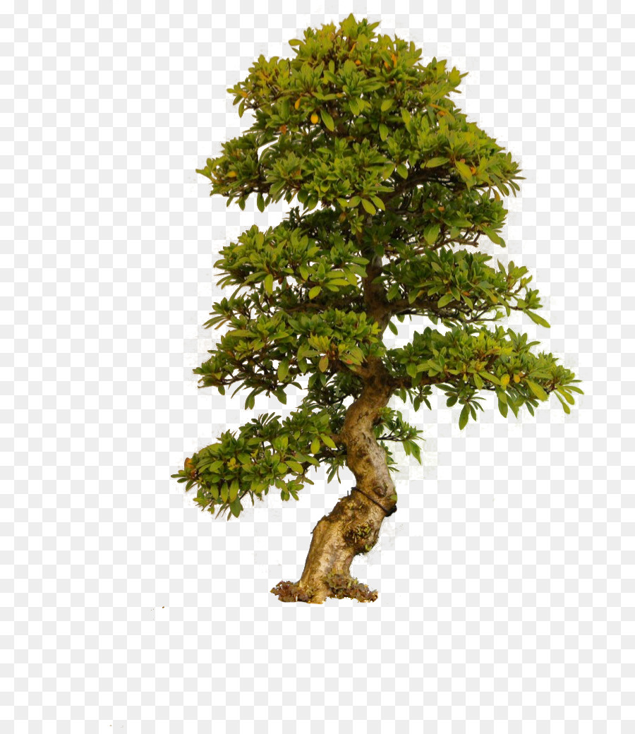Tree Clip art - Old Tree PNG png download - 780*1031 - Free Transparent Tree png Download.