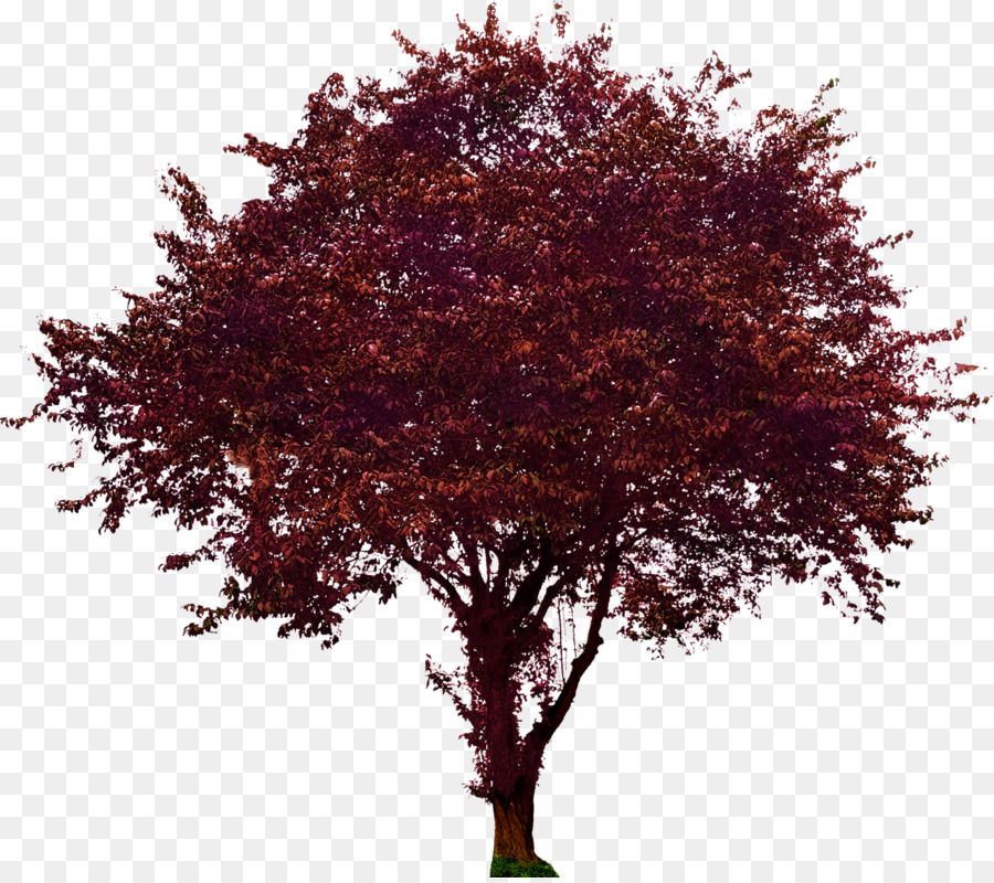 Portable Network Graphics Clip art Transparency Image Tree - tree png file png download - 1280*1131 - Free Transparent Tree png Download.