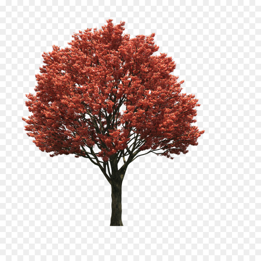 Tree LOFTER - orange tree png download - 1024*1024 - Free Transparent Tree png Download.