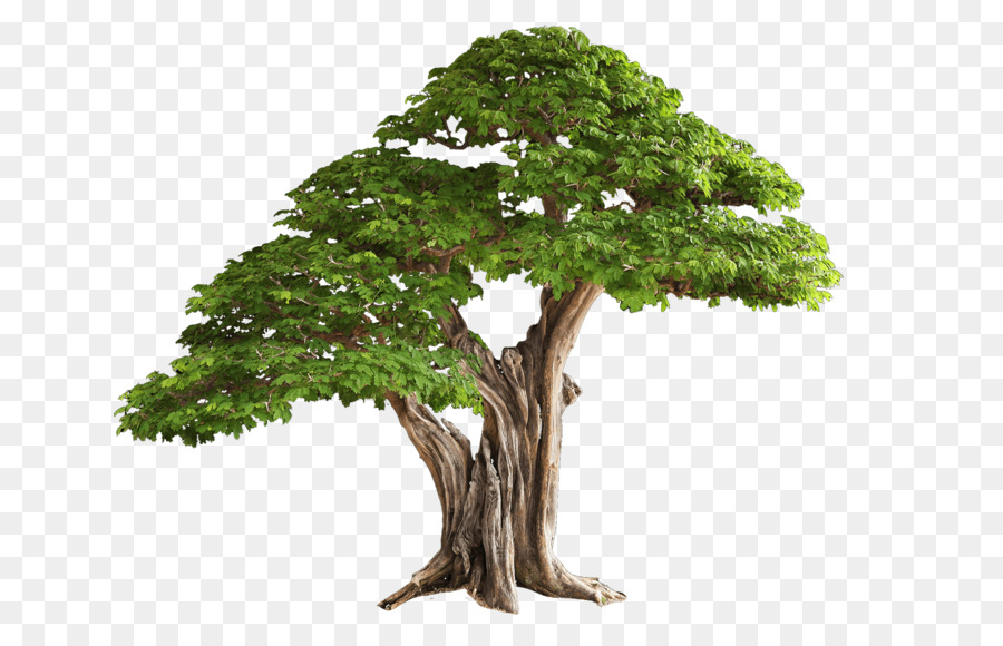Tree Clip art - Tree PNG Transparent Images png download - 2000*1250 - Free Transparent Tree png Download.