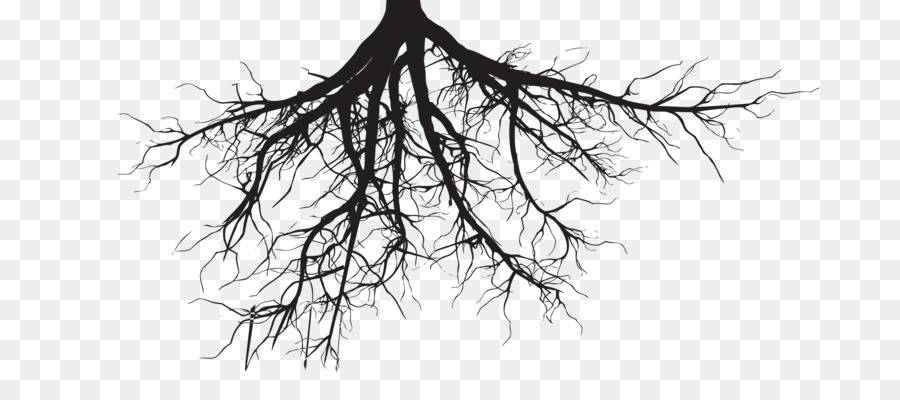 Root Silhouette Tree Royalty-free - root png download - 2000*848 - Free Transparent Root png Download.