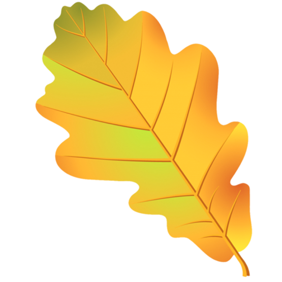 Leaf Oak Tree Acorn Drawing - Leaf png download - 555*555 - Free ...