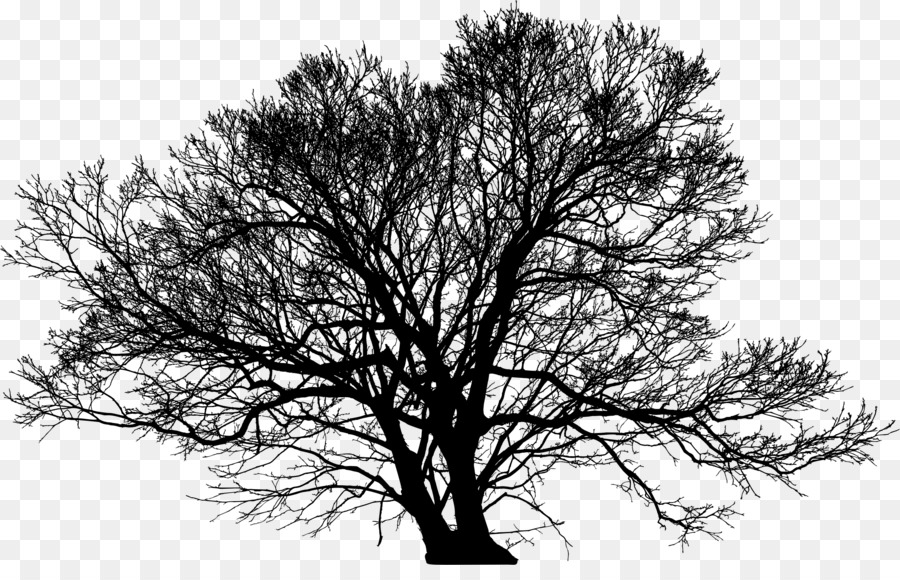 Tree Silhouette Arborist Branch - winter trees png download - 2290*1438 - Free Transparent Tree png Download.