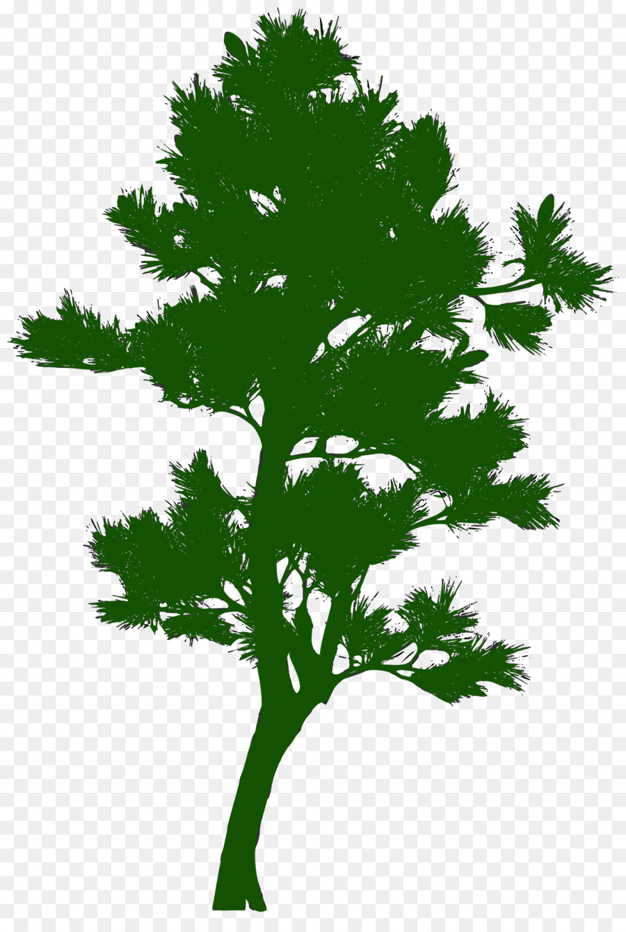 Tree Silhouette Pine - pine png download - 1635*2400 - Free Transparent Tree png Download.