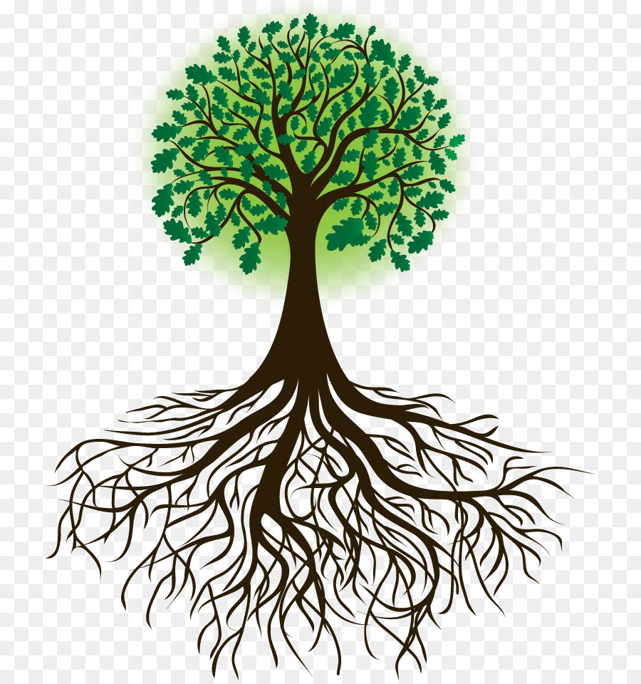 Drawing Root Tree Royalty-free - tree png download - 772*956 - Free Transparent Drawing png Download.