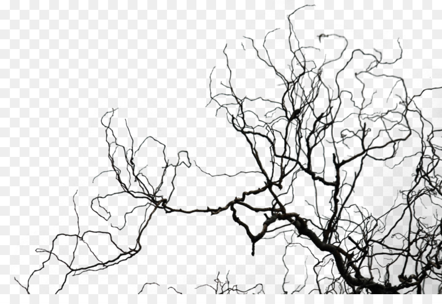 Black and white Twig Sketch - networking topics png download - 1024*683 - Free Transparent Black And White png Download.