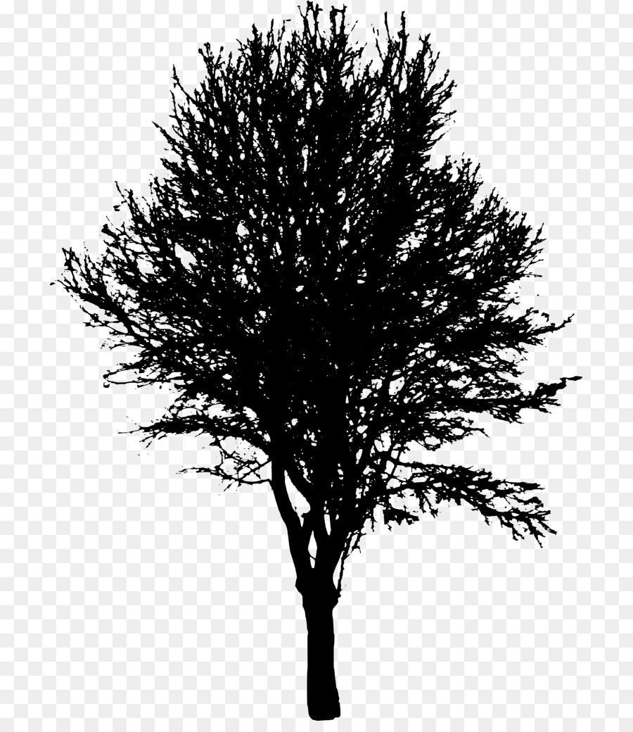 Tree Desktop Wallpaper Clip art - trees png download - 1478*2000 - Free Transparent Tree png Download.