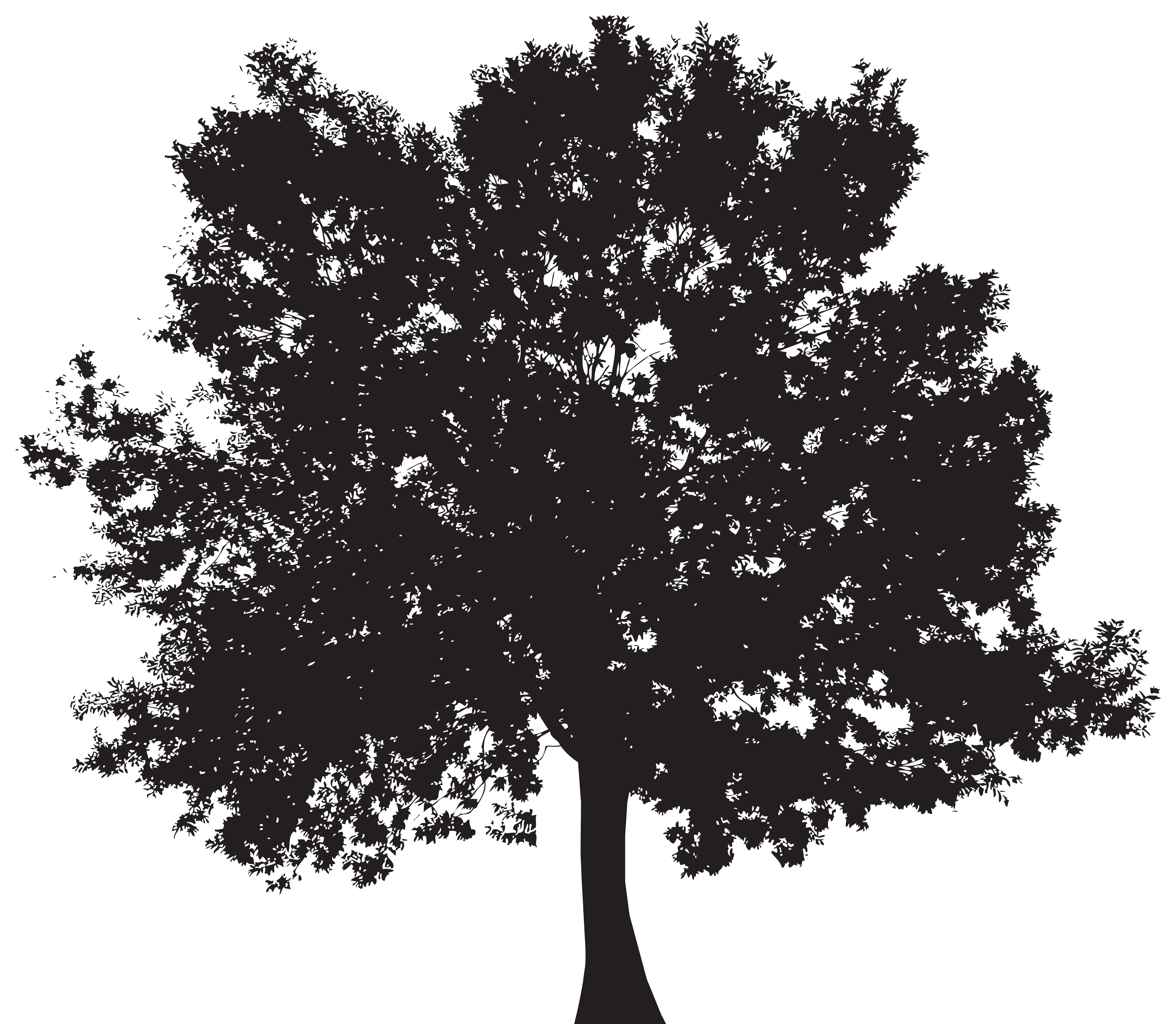 Maple Tree Silhouette 1 Transparent Png Svg Vector File Images