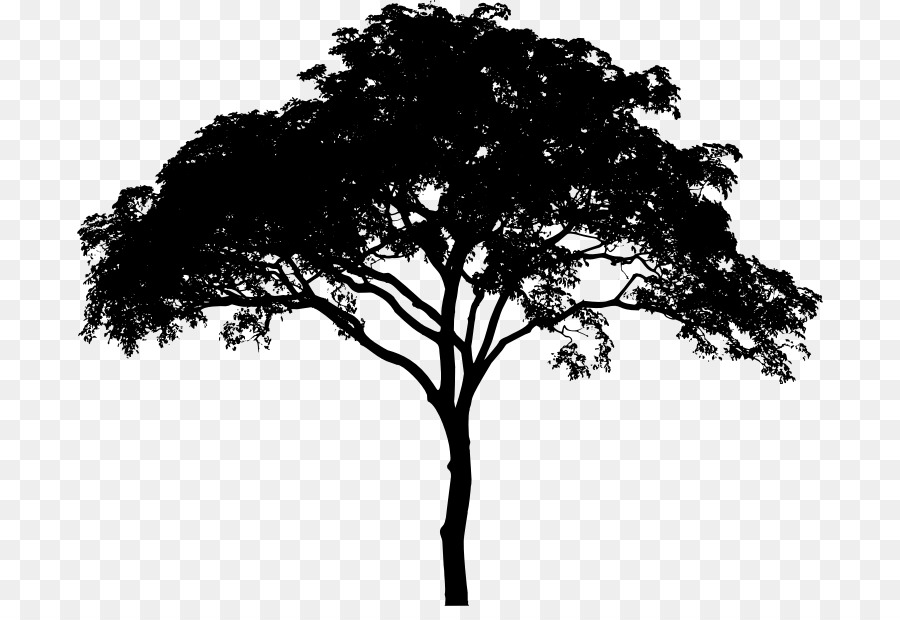 Tree Woody plant Black and white Monochrome photography Branch - tree vector png download - 746*606 - Free Transparent Tree png Download.