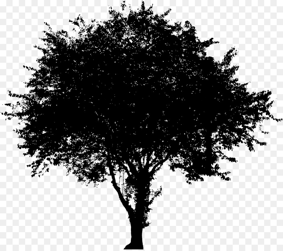 Tree Vector graphics Evergreen Image Oak -  png download - 2781*2458 - Free Transparent Tree png Download.