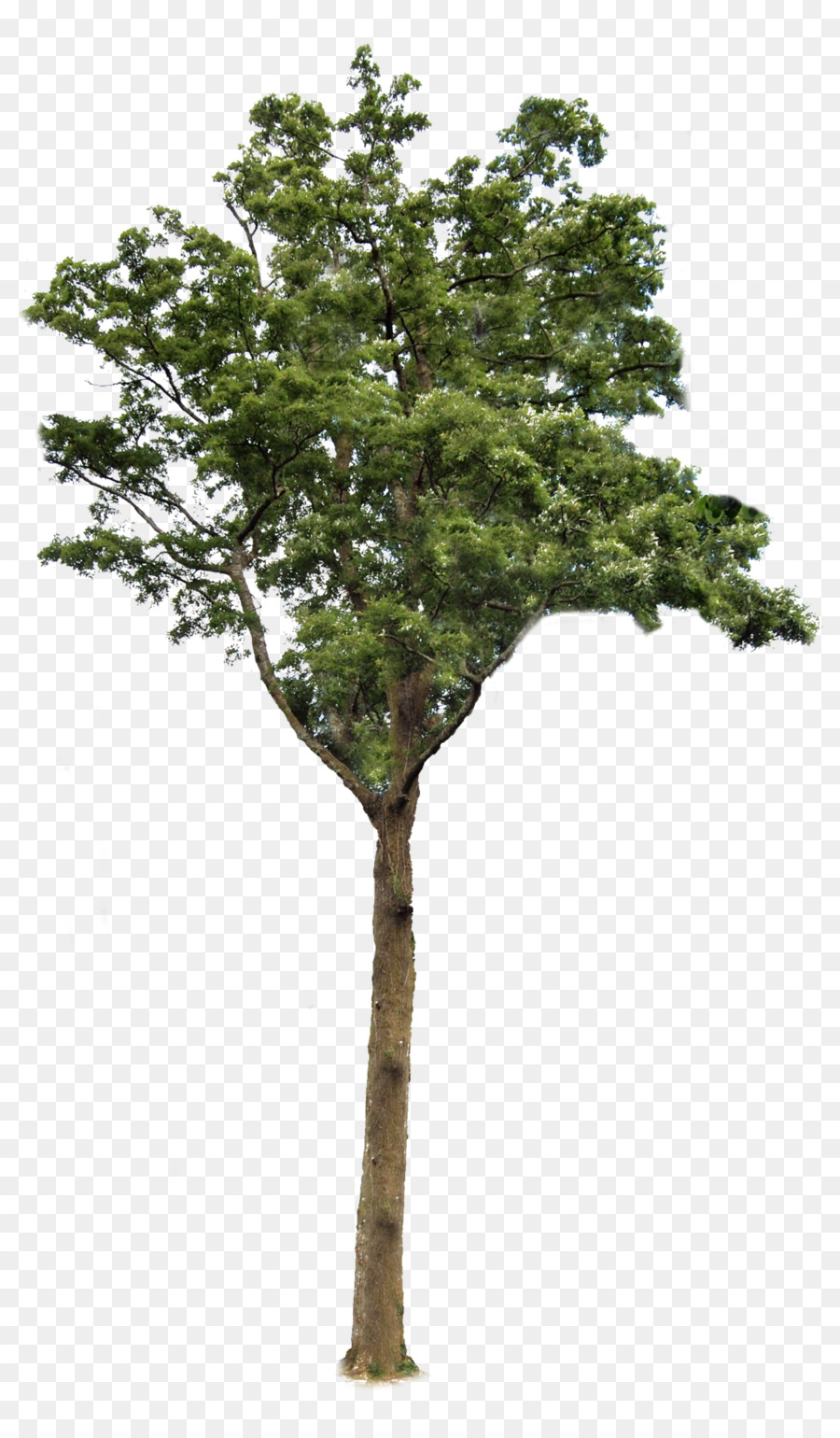 Tree Root Clip art - pine png download - 1024*1733 - Free Transparent Tree png Download.