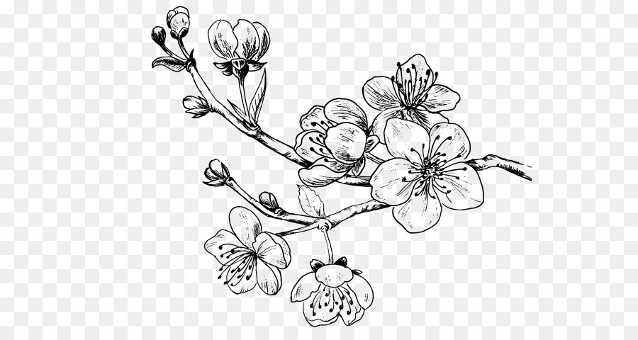 Drawing Cherry blossom Sweet Cherry - Tree tattoo png download - 600*470 - Free Transparent Drawing png Download.