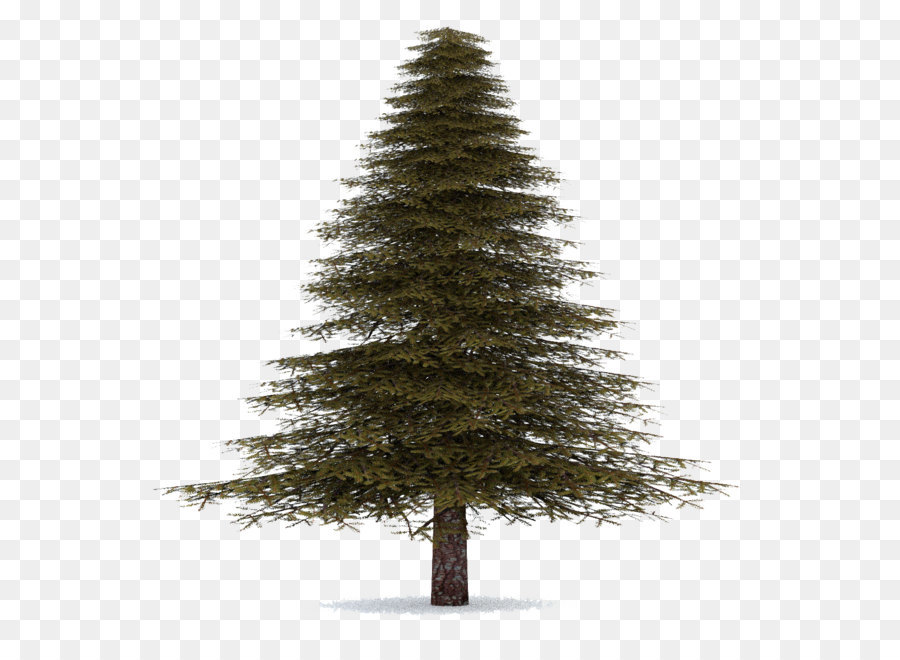 Spruce Christmas ornament Fir Pine Christmas tree - Fir-Tree Transparent png download - 1200*1200 - Free Transparent Pine png Download.