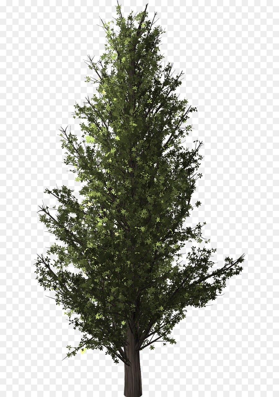 Tree Clip art Forest Plants Image - tree png download - 685*1280 - Free Transparent Tree png Download.
