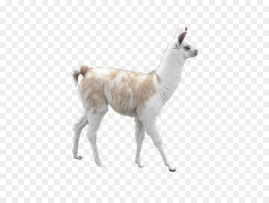 Llama Alpaca Camel Desktop Wallpaper Inca Empire - peru png download - 1080*810 - Free Transparent Llama png Download.