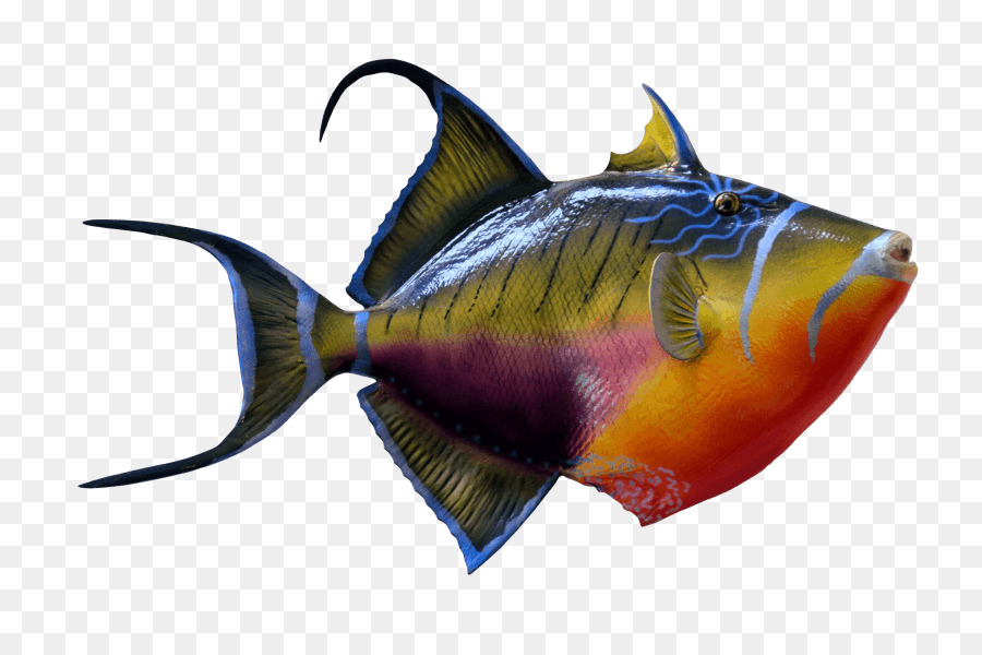 Portable Network Graphics Goldfish & Tropical Fish Clip art Image - fish png download - 850*582 - Free Transparent Goldfish  Tropical Fish png Download.