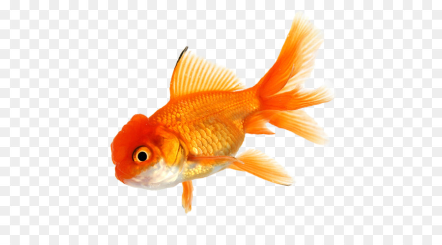 Goldfish Koi Aquarium Tropical fish - fish png download - 500*500 - Free Transparent Goldfish png Download.