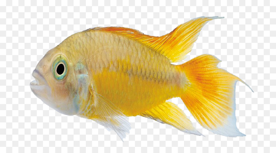 Carassius auratus Marine biology Tropical fish - Gold fish png download - 775*500 - Free Transparent Carassius Auratus png Download.