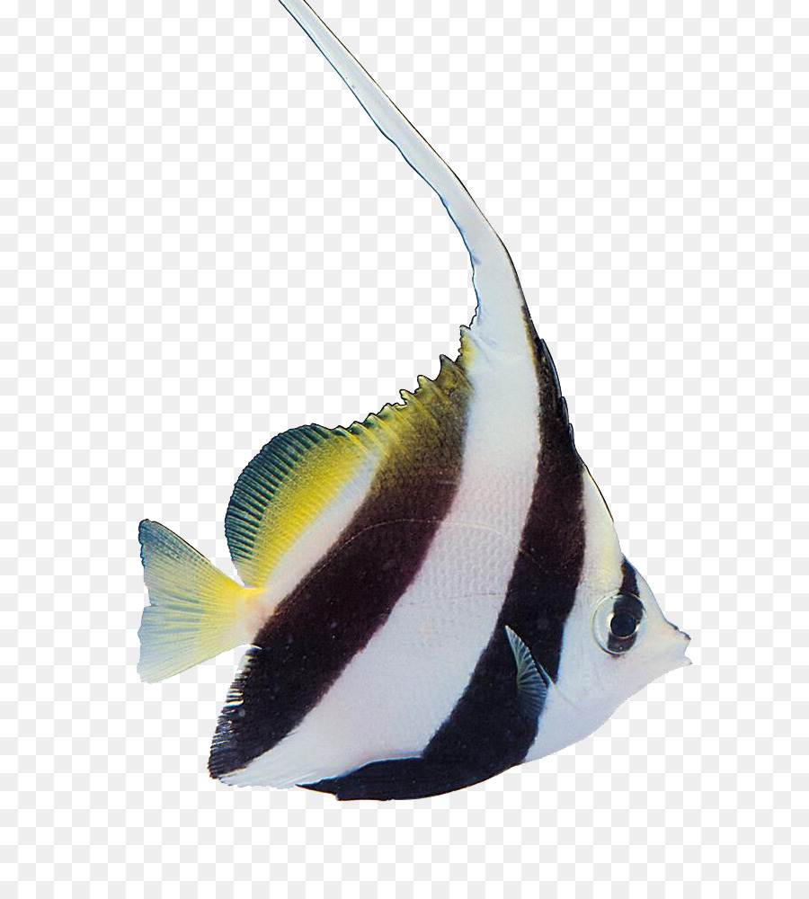 Tropical fish Carassius auratus Aquatic Plants - Colorful fish png download - 643*995 - Free Transparent Fish png Download.