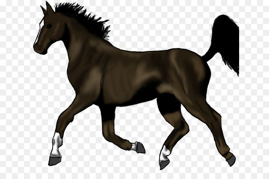 Pony Trot Mane Stallion Thoroughbred - Sketch horse png download - 700*600 - Free Transparent Pony png Download.