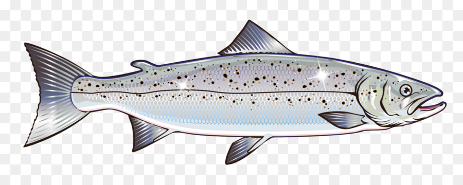 Salmon Vector graphics Clip art Stock illustration Royalty-free - fish nervous system png download - 1400*547 - Free Transparent Salmon png Download.