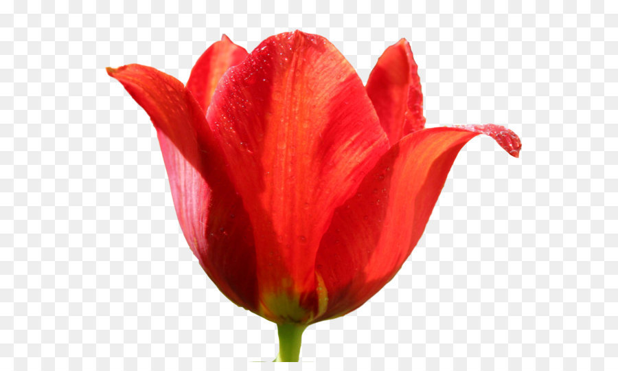 Tulip Clip art - Tulip PNG image png download - 2348*1904 - Free Transparent Tulip png Download.