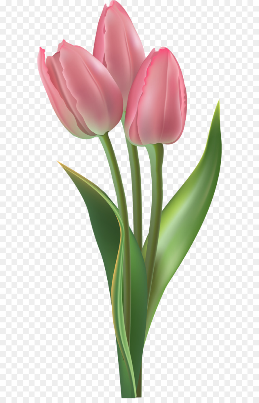 Tulip Flower Clip art - tulip png download - 640*1384 - Free Transparent Tulip png Download.