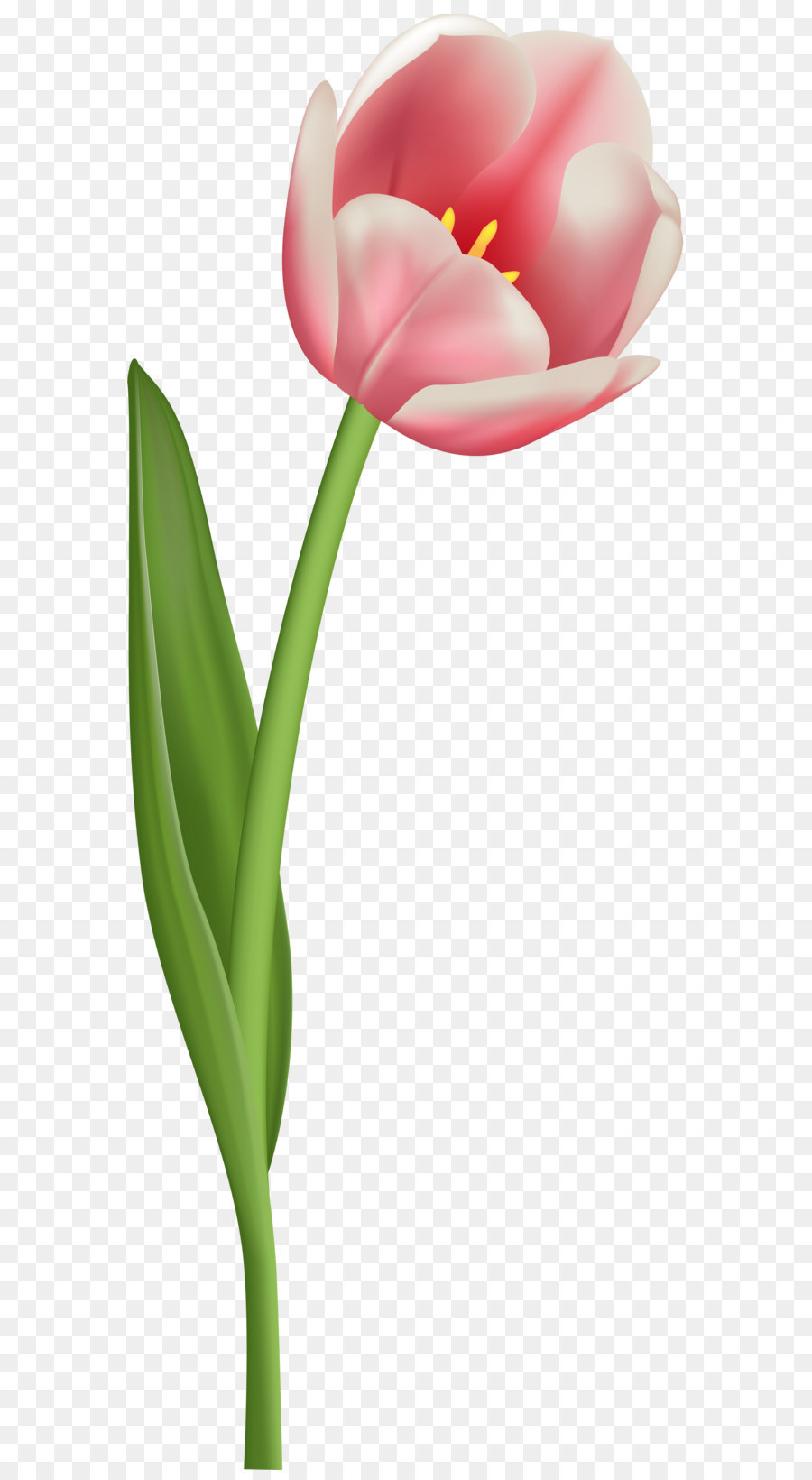 Tulip Flower Yellow Clip art - tulip material png download - 3574*8000 ...