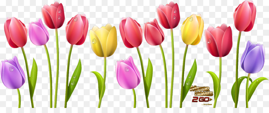 Tulip Flower Desktop Wallpaper Clip art - Tulip PNG Transparent Images ...