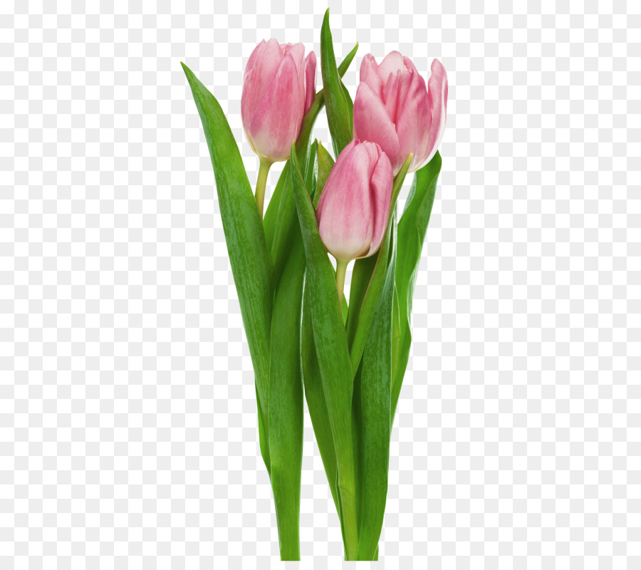 Indira Gandhi Memorial Tulip Garden Tulipa gesneriana Flower Clip art - Tulips Image png download - 407*788 - Free Transparent Indira Gandhi Memorial Tulip Garden png Download.