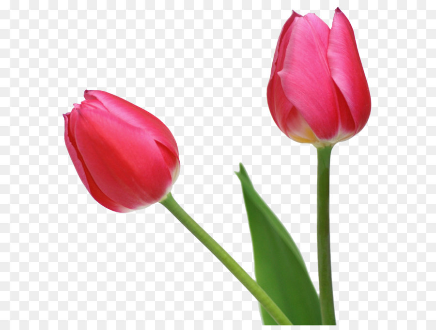 Tulip Flower - Tulip PNG image png download - 969*1008 - Free Transparent Indira Gandhi Memorial Tulip Garden png Download.