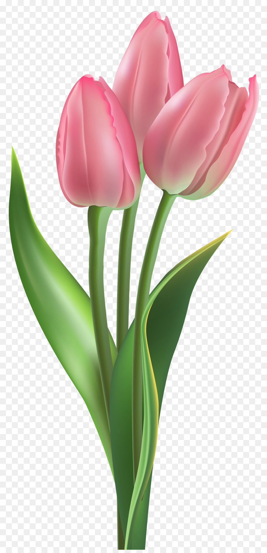 Tulip Flower Clip art - tulip png download - 1800*3697 - Free Transparent Tulip png Download.