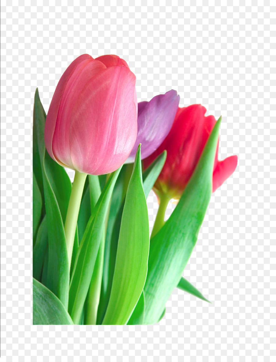 Tulip Flower Pink Clip art - Tulip PNG Clipart png download - 1275*1650 - Free Transparent Tulip png Download.