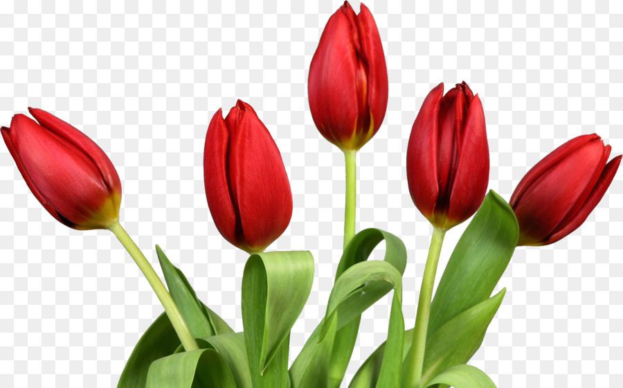 Tulip Flower Desktop Wallpaper Clip art - tulip png download - 1832*1139 - Free Transparent Tulip png Download.