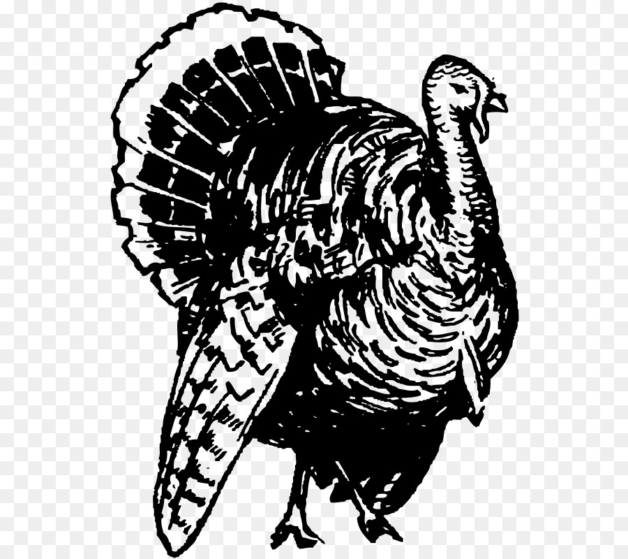 Black turkey Broad Breasted White turkey Black and white Clip art - Turkey Line Art png download - 800*800 - Free Transparent Black Turkey png Download.