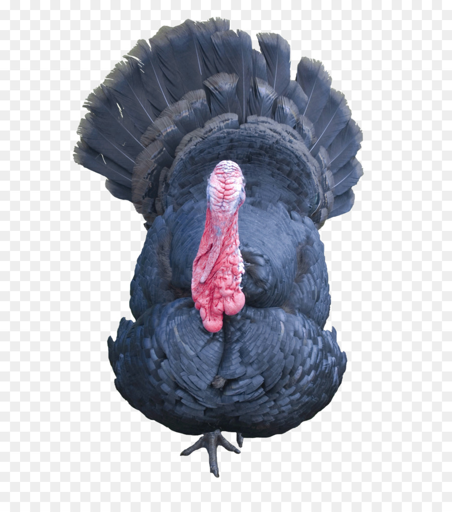 Turkey Poultry - Transparent Turkey Background png download - 798*1001 - Free Transparent Turkey png Download.