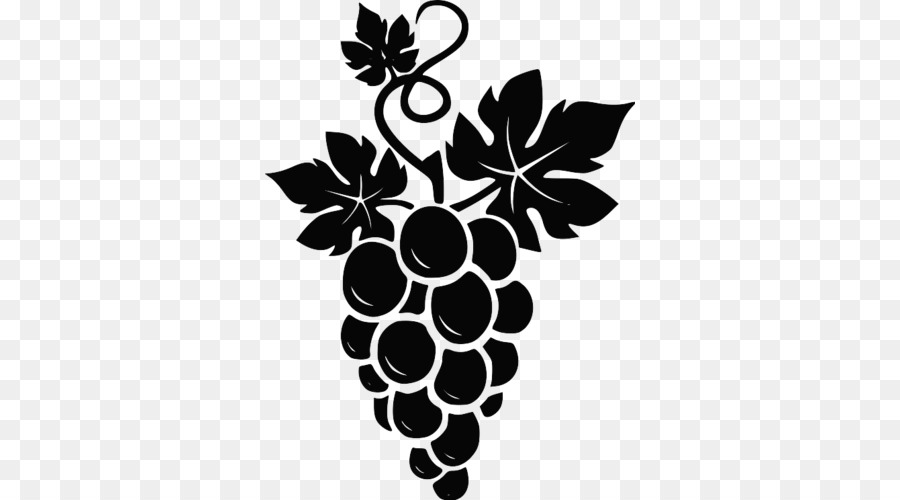 Vector graphics Common Grape Vine Clip art Illustration - grape png download - 500*500 - Free Transparent Common Grape Vine png Download.