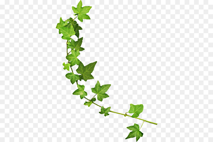 Vine Green Boston ivy - ?? png download - 431*600 - Free Transparent Vine png Download.