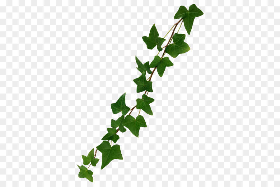 Vine Common ivy - ivy png download - 450*600 - Free Transparent Vine png Download.