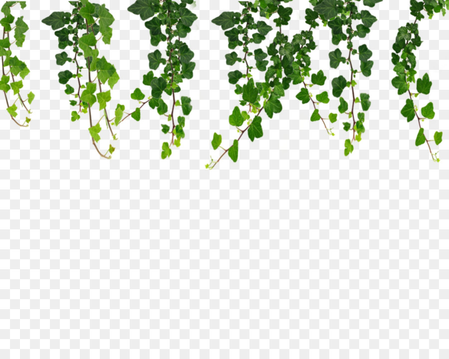 Vine Ivy Clip art - Ivy Hanging Vines Png png download - 999*799 - Free Transparent Vine png Download.