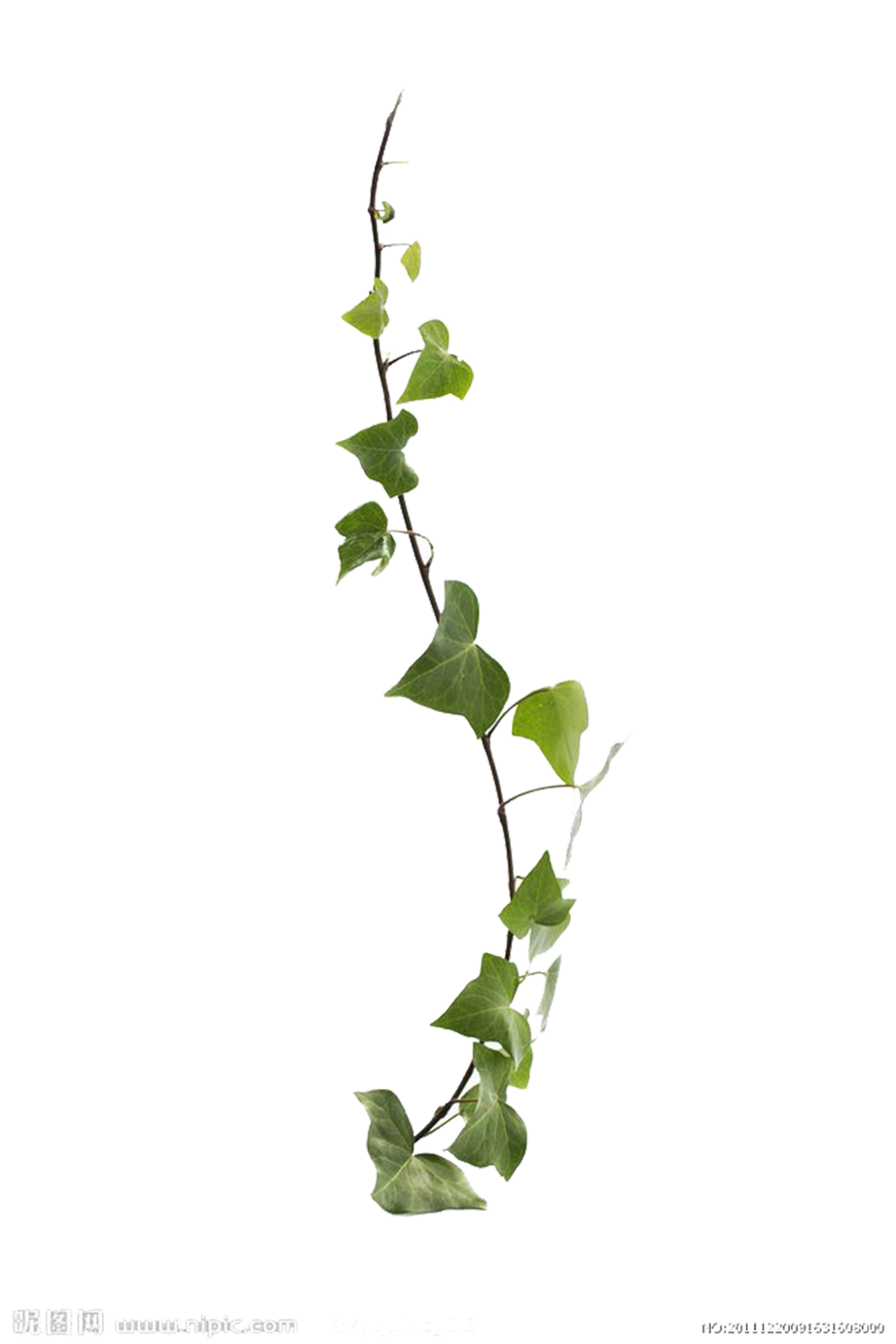 Download Plant Vine Ivy Free Clipart Hd Clipart Png F - vrogue.co